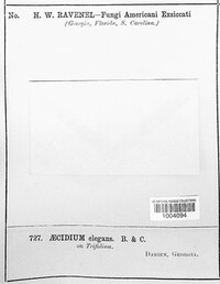 Aecidium elegans image